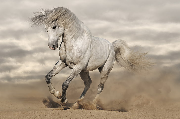 Beautiful White Horse white horse horse white horse 2K wallpaper  hdwallpaper desktop  Best horse names Horses Horse names