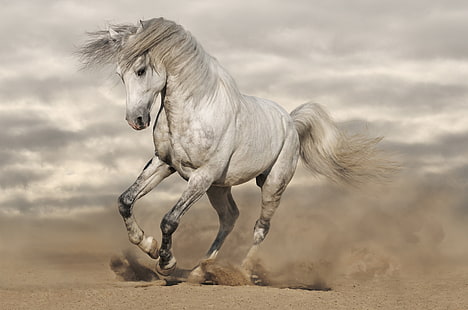 white horse, sand, horse, dust, running, mane, HD wallpaper HD wallpaper