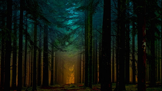 푸른 나무, 풍경, 자연, 숲, 안개, 경로, 햇빛, 나무, 화려한, 소나무, HD 배경 화면 HD wallpaper