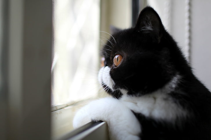 short-haired black and white cat, cat, black and white, color, profile, view, looking out the window, HD wallpaper