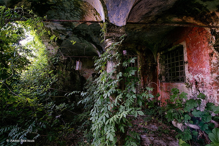 rośliny, dom, ruiny, opuszczone, 500px, Annie Bertram, Tapety HD