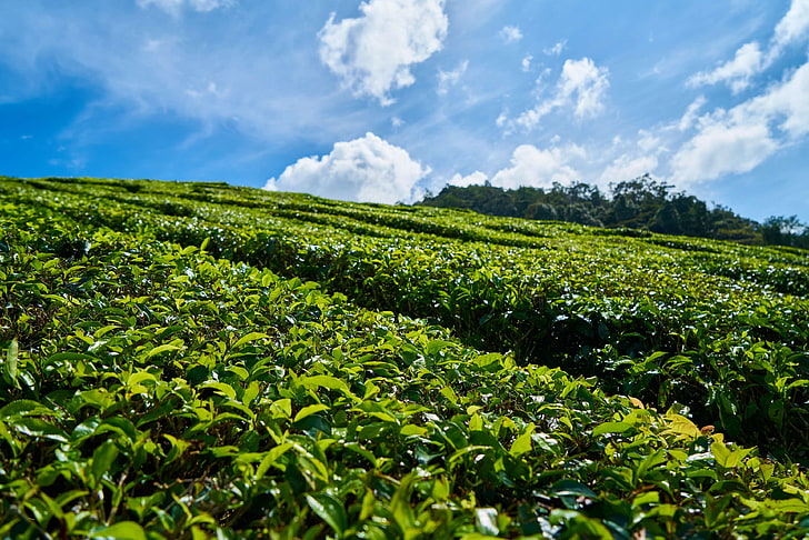 agriculture, asian, background, beautiful, blue, clouds, environmental, field, great, green, landscape, leaves, malaysia, mountain, nature, peace, plant, rural, sky, sunny, taylor, tea, tea garden, the tea plantations, HD wallpaper
