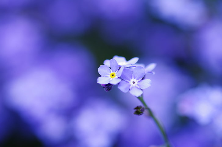 lila Nemophila blomma, makro, blommor, ömhet, fokus, kronblad, oskärpa, blå, Glöm mig-inte, HD tapet