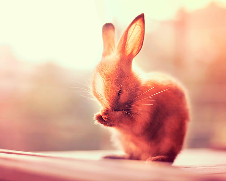 Hasenohren, braunes Kaninchen, Kaninchen, Ohren, Pfoten, HD-Hintergrundbild