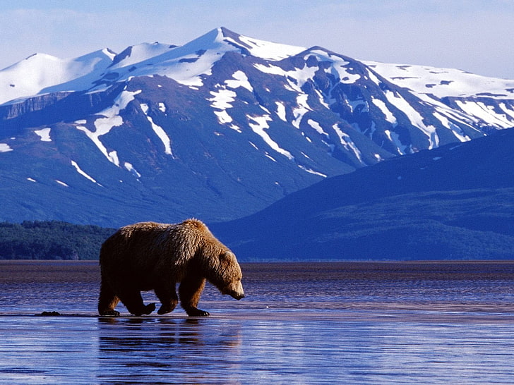 brunbjörn, björnar, björn, Alaska, Denali National Park, Grizzly, Wildlife, HD tapet