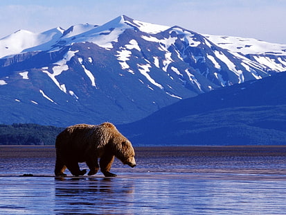 brunbjörn, björnar, björn, Alaska, Denali National Park, Grizzly, Wildlife, HD tapet HD wallpaper