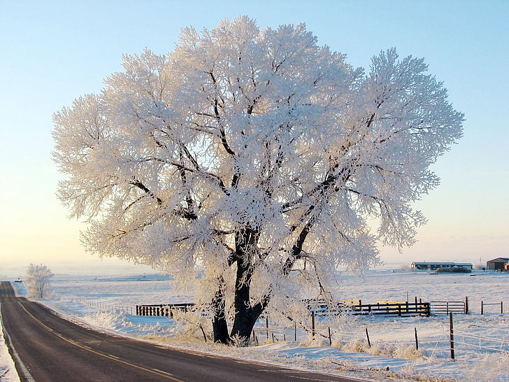 Frost Winter, HD wallpaper