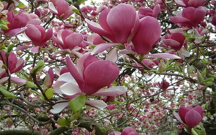 Magnolia Tree Pink Flower-Wallpaper for Desktop-2560×1600, HD wallpaper