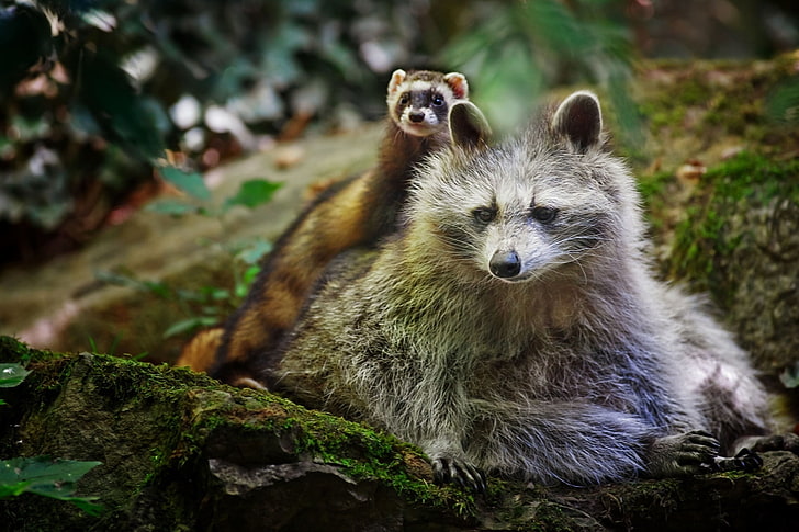 brown raccoon, raccoon, ferret, friends, animals, HD wallpaper