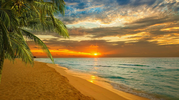 sunset, sea, summer, palm, sky, tropics, caribbean, paradise, shore, horizon, ocean, beach, palm tree, coast, evening, HD wallpaper