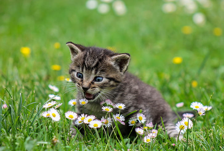 grass, flowers, baby, kitty, bokeh, Daisy, pisklya, HD wallpaper