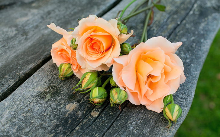Fleurs de rose orange, rose beige, orange, rose, fleurs, Fond d'écran HD