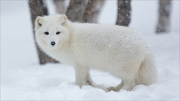 white wolf cub, animals, Winter, nature, scribe, artic fox, HD wallpaper