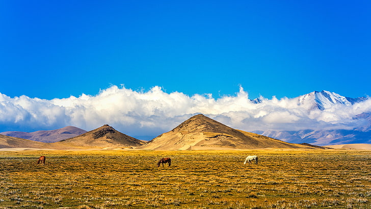 중국 북부 티베트 목초지 필드 언덕 눈 푸른 푸른 하늘 구름 울트라 Hd 벽지 데스크탑 노트북 태블릿 및 휴대 전화 3840 × 2160, HD 배경 화면
