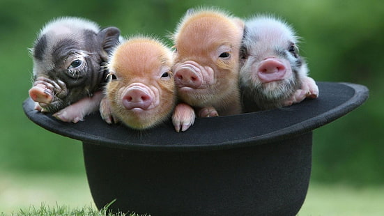 свинья, домашняя свинья, свиньи, нос, шляпа, трава, мило, HD обои HD wallpaper