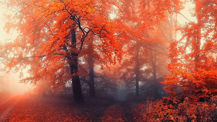 오렌지 잎이 많은 나무, 붉은 잎 나무 그림, 숲, 자연, 안개가, HD 배경 화면