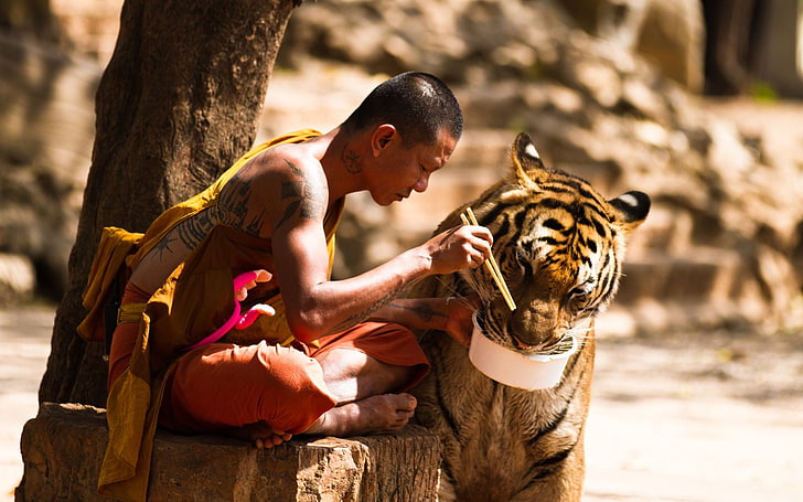 adult tiger, tiger, monks, Buddhism, animals, HD wallpaper