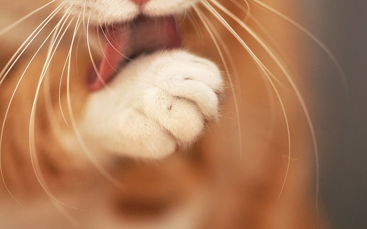 бяла и оранжева котка, котка, лапа, измиване, език, козина, мустаци, HD тапет