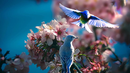 blå fågel, fågel, fåglar, blomning, rosa blommor, blomma, körsbärsblom, natur, vår, gren, himmel, HD tapet HD wallpaper