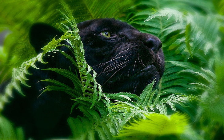 czarny jaguar, pantera, trawa, duży kot, kaganiec, Tapety HD