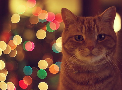 Котка джинджифил, оранжева котка, животни, домашни любимци, светлини, цветни, боке, HD тапет HD wallpaper