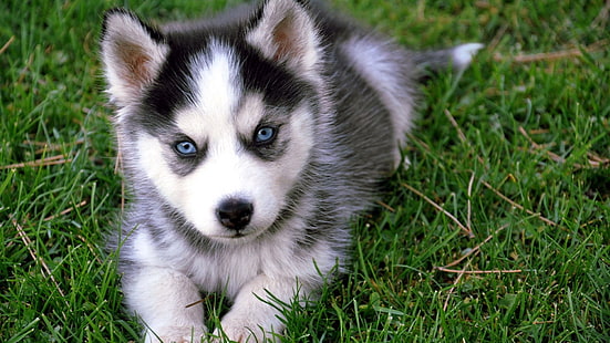 black and white Siberian husky puppy, animals, dog, Siberian Husky, HD wallpaper HD wallpaper