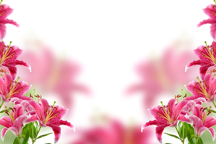 flores de pétalos de rosa y amarillo, flores, fondo, lirio, desenfoque, Fondo de pantalla HD
