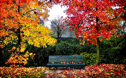banco, hojas, naturaleza, paisaje, parque, HD тапет HD wallpaper