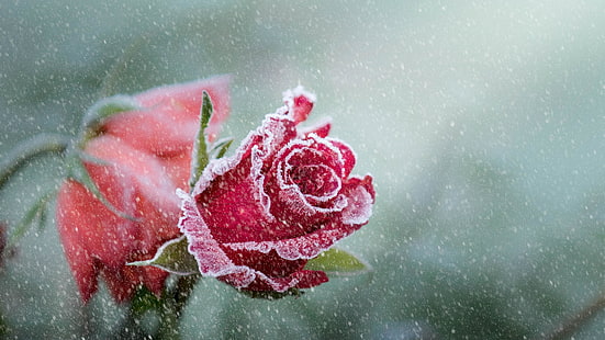 Rose, Frost, Schnee, Schneefall, Kälte, Winter, Frost, HD-Hintergrundbild HD wallpaper