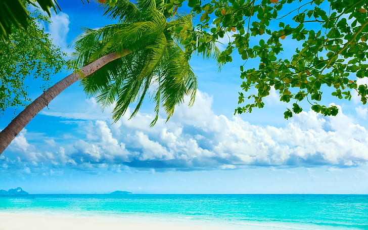Egzotyczny letni dzień, tło, palmy, morze, błękit, niebo, Tapety HD