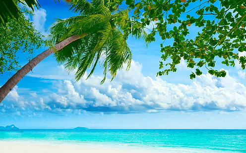 Exotic Summer Day, background, palms, sea, blue, sky, HD wallpaper HD wallpaper