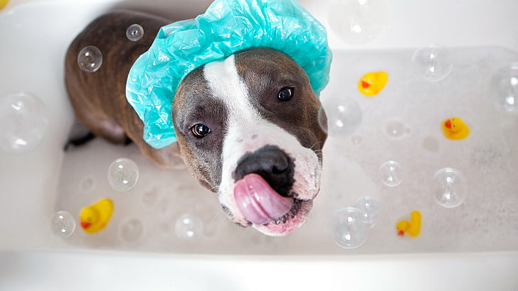 short-coated brindle and white dog, look, dog, bath, HD wallpaper