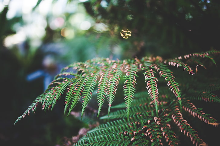 grönbladig växt selektiv fokusfotografering, selektiv fokusfotografering grön ormbunkeväxt, löv, skärpedjup, bokeh, höst, HD tapet