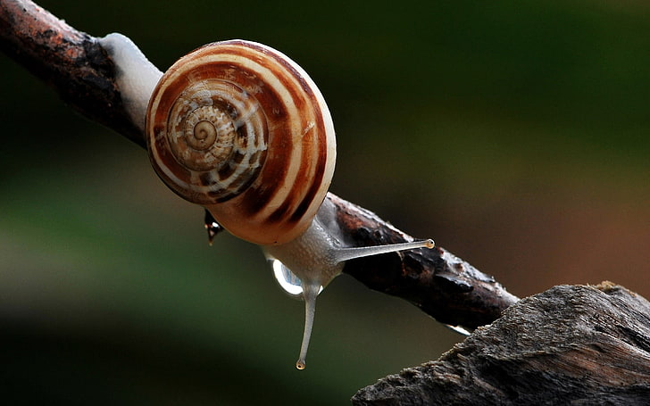 brown snail, snail, drop, shell, branch, HD wallpaper