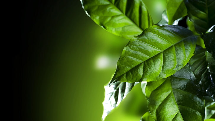 녹색 잎, 8k, 잎, 녹색, 8k uhd, 가까이, 커피 잎, HD 배경 화면