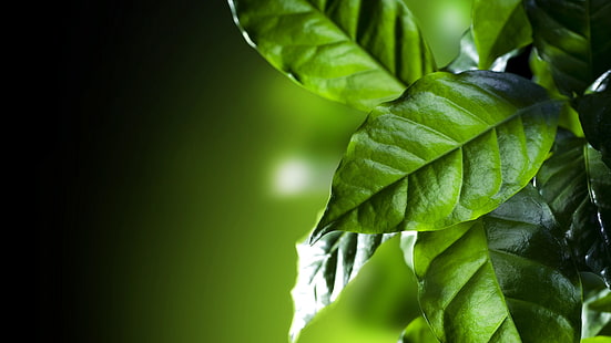 green leaves, 8k, leaves, green, 8k uhd, close up, coffee leaves, HD wallpaper HD wallpaper