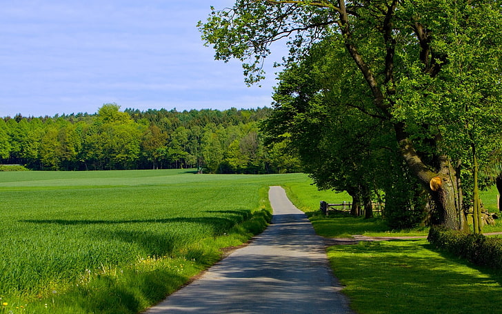серая дорога и зеленое поле, дорога, поле, зелень, лето, деревья, трава, HD обои