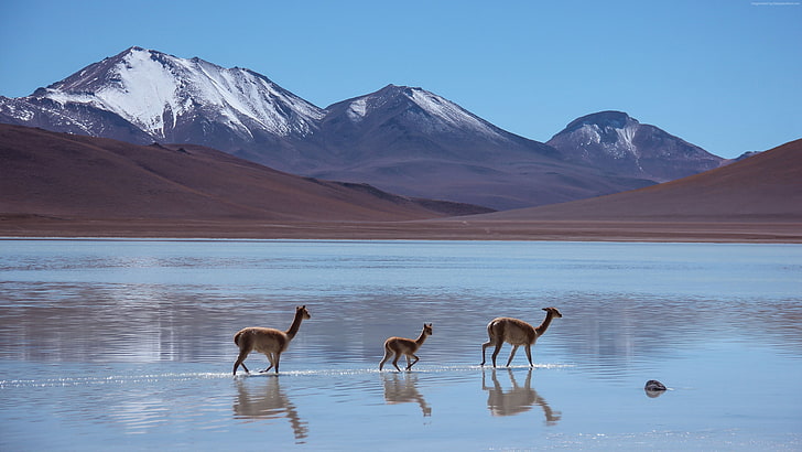 Lama, Bolivia, montañas, Laguna Blanca, Fondo de pantalla HD