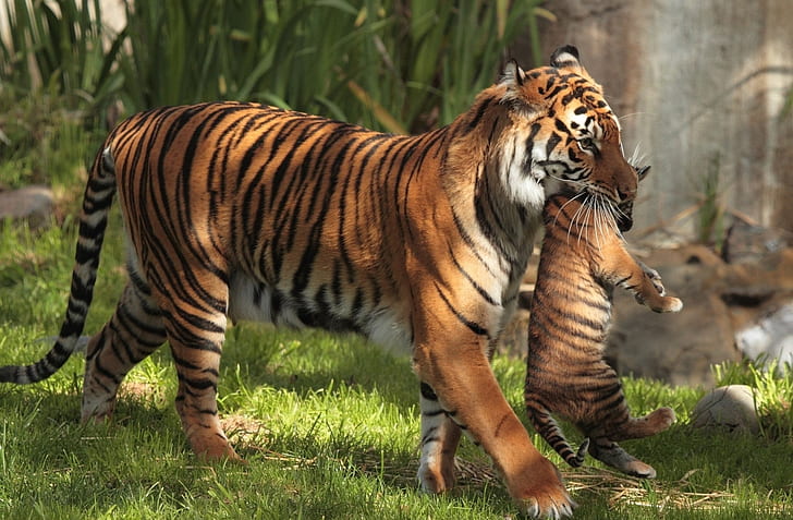 Tiger für Desktop-Hintergrund, HD-Hintergrundbild