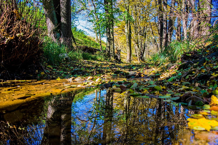 Natur, Bäume, Wasser, Reflexion, Landschaft, HD-Hintergrundbild
