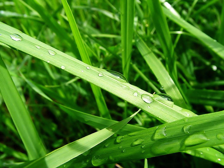 grass, water drops, macro, plants, green, HD wallpaper
