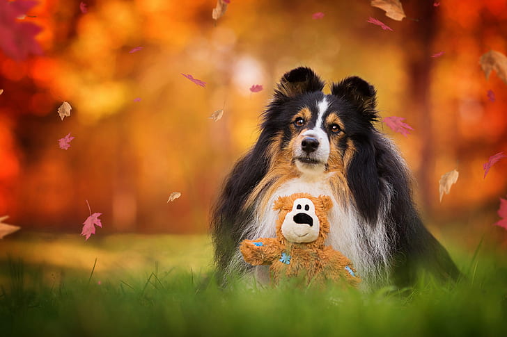 autumn, grass, look, face, leaves, nature, Park, background, foliage, toy, dog, bear, lies, falling leaves, Teddy, bokeh, soft, collie, fly, looking up, Mishutka, HD wallpaper