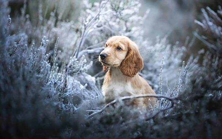 Frost, Gras, Hund, Englischer Cockerspaniel, HD-Hintergrundbild