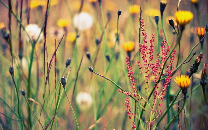Цветя Blur HD, природа, цветя, размазване, HD тапет