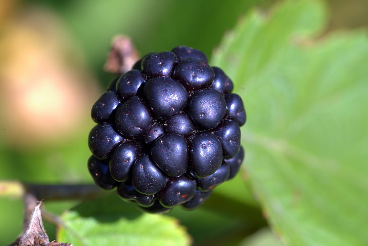 black berry, blackberry, berry, close-up, HD wallpaper