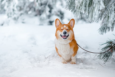 pomarańczowo-białe zwierzę, śnieg, przyroda, zwierzęta, Corgi, pies, Tapety HD HD wallpaper