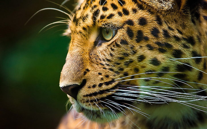 Leopard Side Face, Cheetah digital wallpaper, Animals, Leopard, HD wallpaper