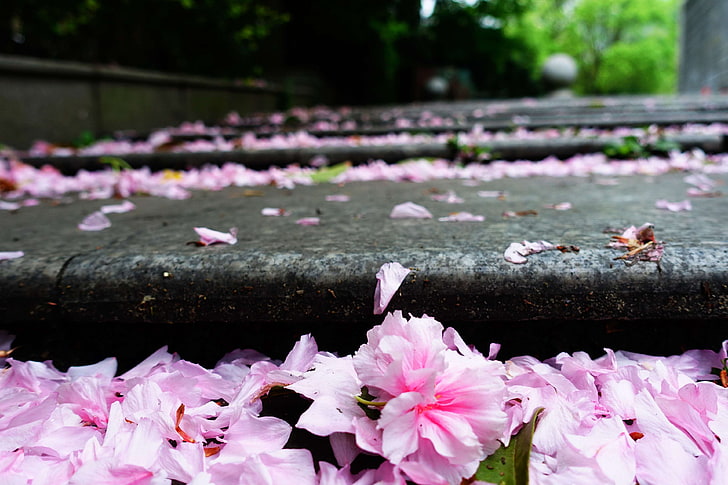 bunga sakura dan hujan musim semi, Wallpaper HD