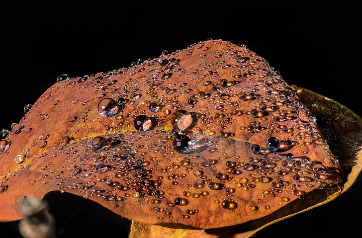 brown leaf, leaf, drops, closeup, glitter, HD wallpaper