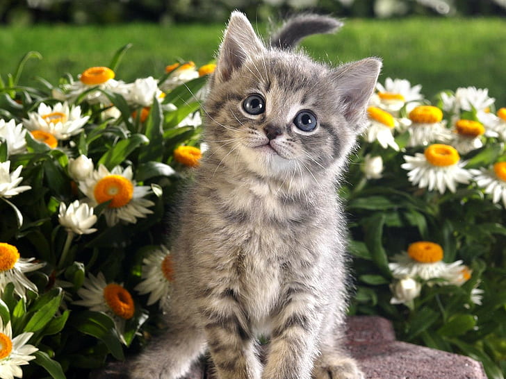 hewan, anak kucing, kucing, bunga, Wallpaper HD